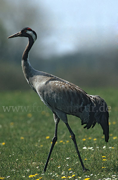 Kranich (Grus grus)