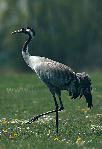 Kranich (Grus grus)