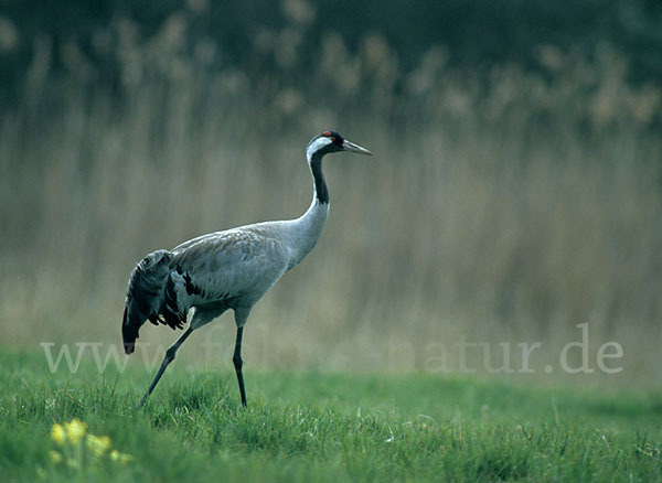 Kranich (Grus grus)