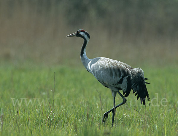 Kranich (Grus grus)