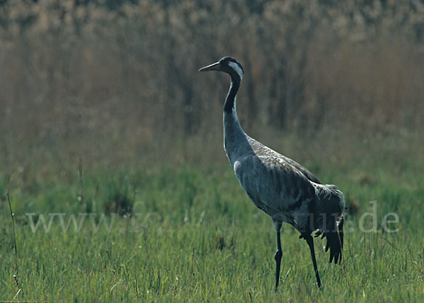 Kranich (Grus grus)