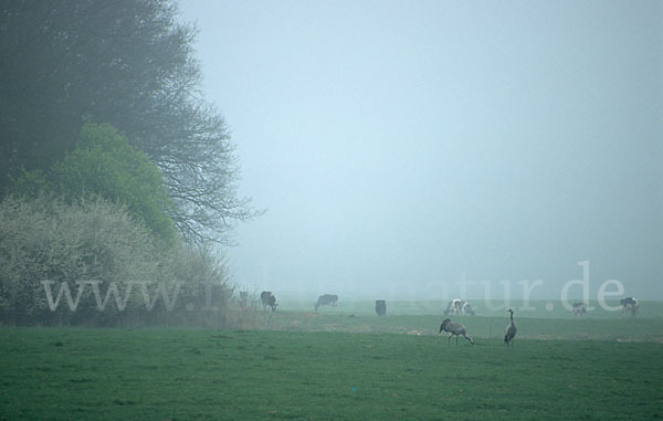 Kranich (Grus grus)