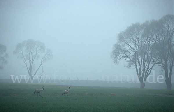 Kranich (Grus grus)