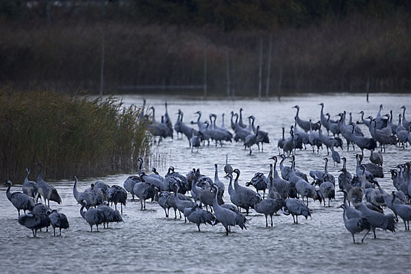 Kranich (Grus grus)