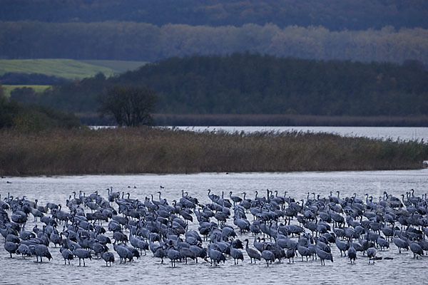 Kranich (Grus grus)