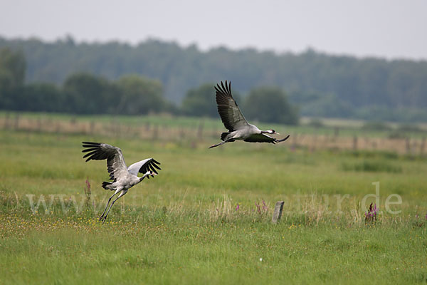 Kranich (Grus grus)