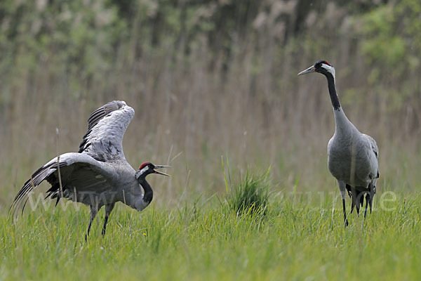 Kranich (Grus grus)