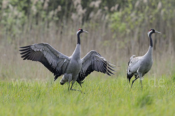 Kranich (Grus grus)