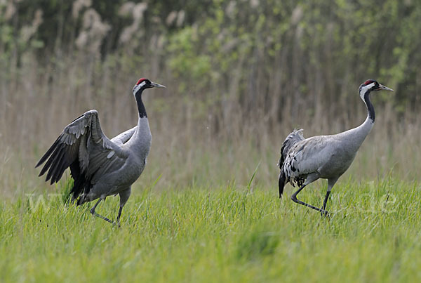 Kranich (Grus grus)