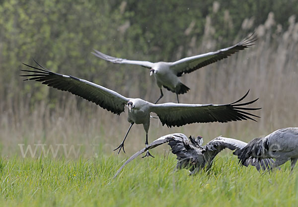 Kranich (Grus grus)