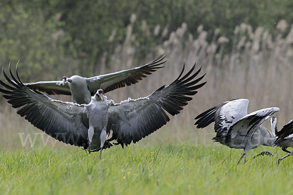 Kranich (Grus grus)