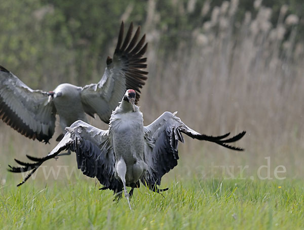 Kranich (Grus grus)