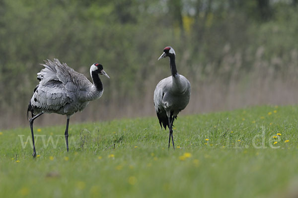 Kranich (Grus grus)