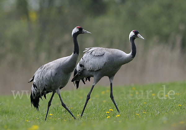 Kranich (Grus grus)