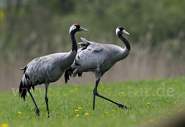 Kranich (Grus grus)