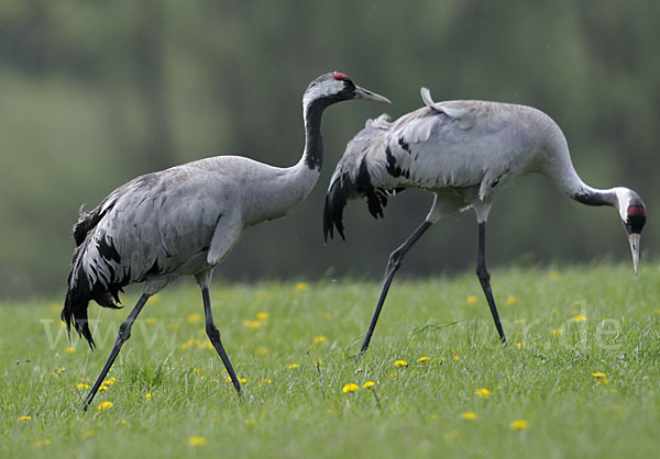 Kranich (Grus grus)