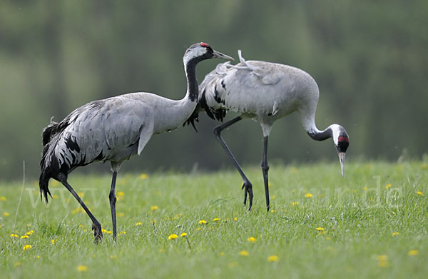 Kranich (Grus grus)