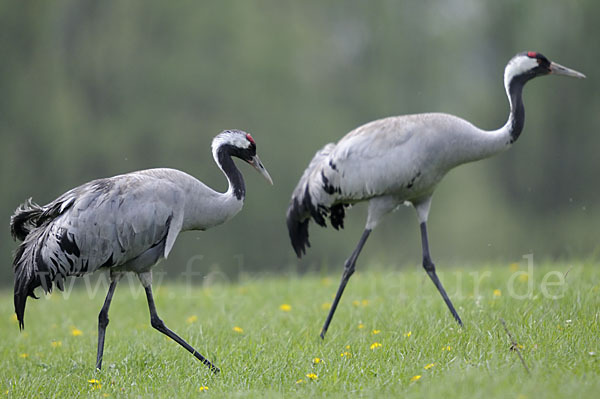 Kranich (Grus grus)