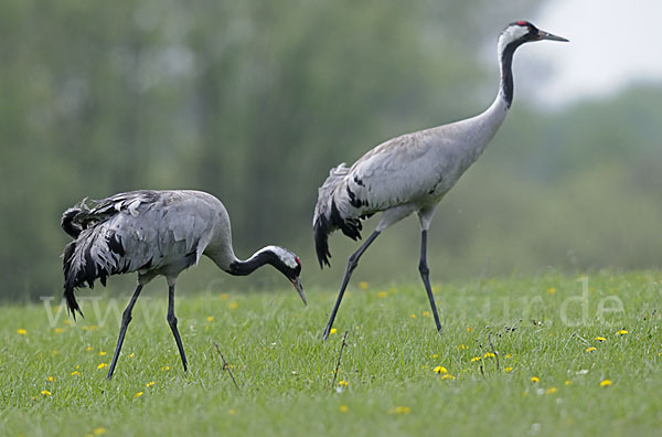 Kranich (Grus grus)