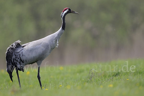 Kranich (Grus grus)