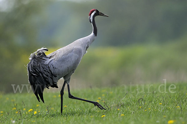 Kranich (Grus grus)