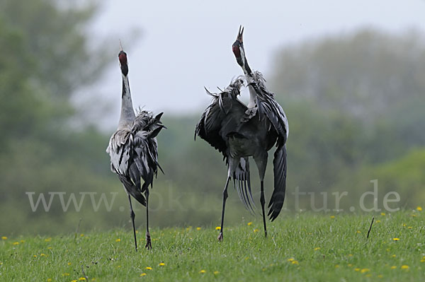 Kranich (Grus grus)