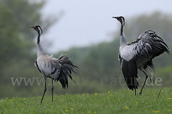 Kranich (Grus grus)