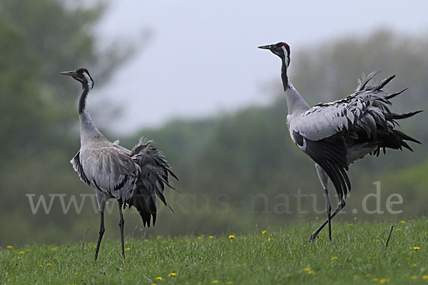 Kranich (Grus grus)