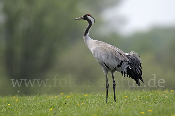 Kranich (Grus grus)