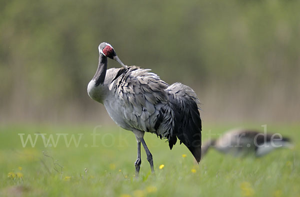 Kranich (Grus grus)