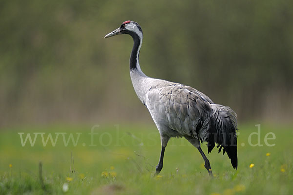 Kranich (Grus grus)