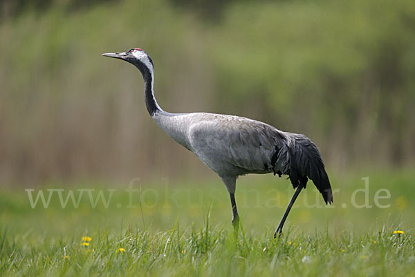Kranich (Grus grus)