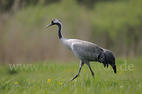 Kranich (Grus grus)