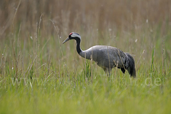 Kranich (Grus grus)