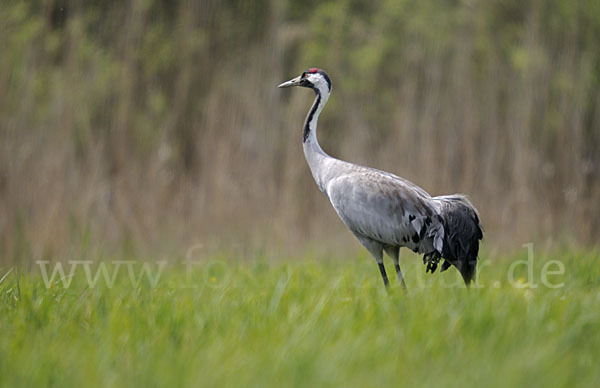 Kranich (Grus grus)