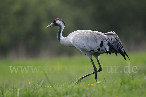 Kranich (Grus grus)