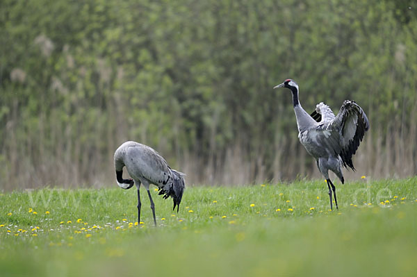 Kranich (Grus grus)