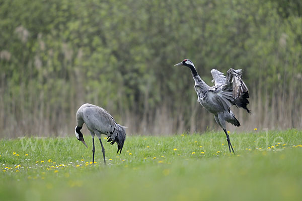 Kranich (Grus grus)