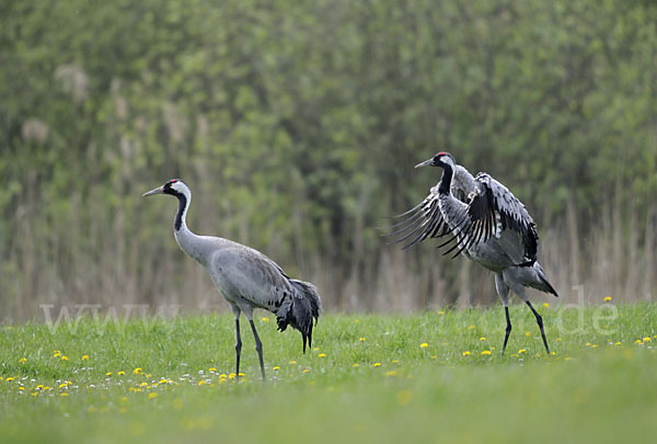 Kranich (Grus grus)