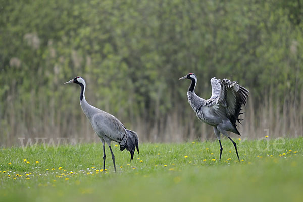 Kranich (Grus grus)