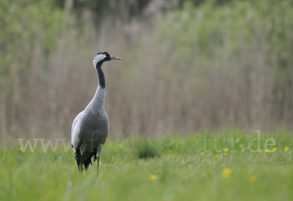 Kranich (Grus grus)