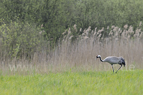 Kranich (Grus grus)