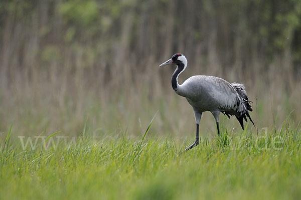 Kranich (Grus grus)