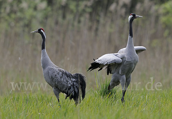 Kranich (Grus grus)