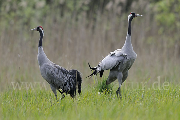 Kranich (Grus grus)