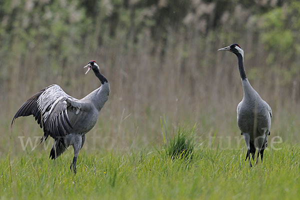 Kranich (Grus grus)