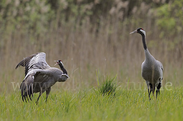 Kranich (Grus grus)