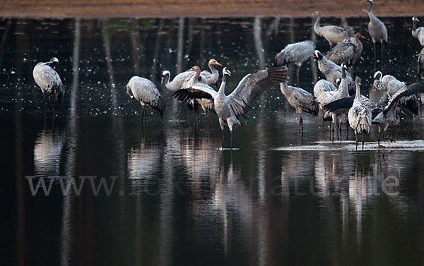 Kranich (Grus grus)