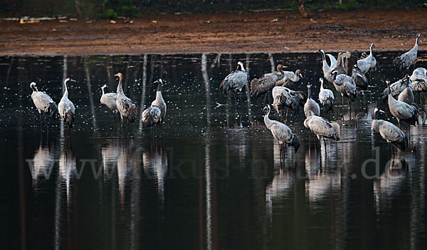 Kranich (Grus grus)