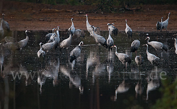 Kranich (Grus grus)